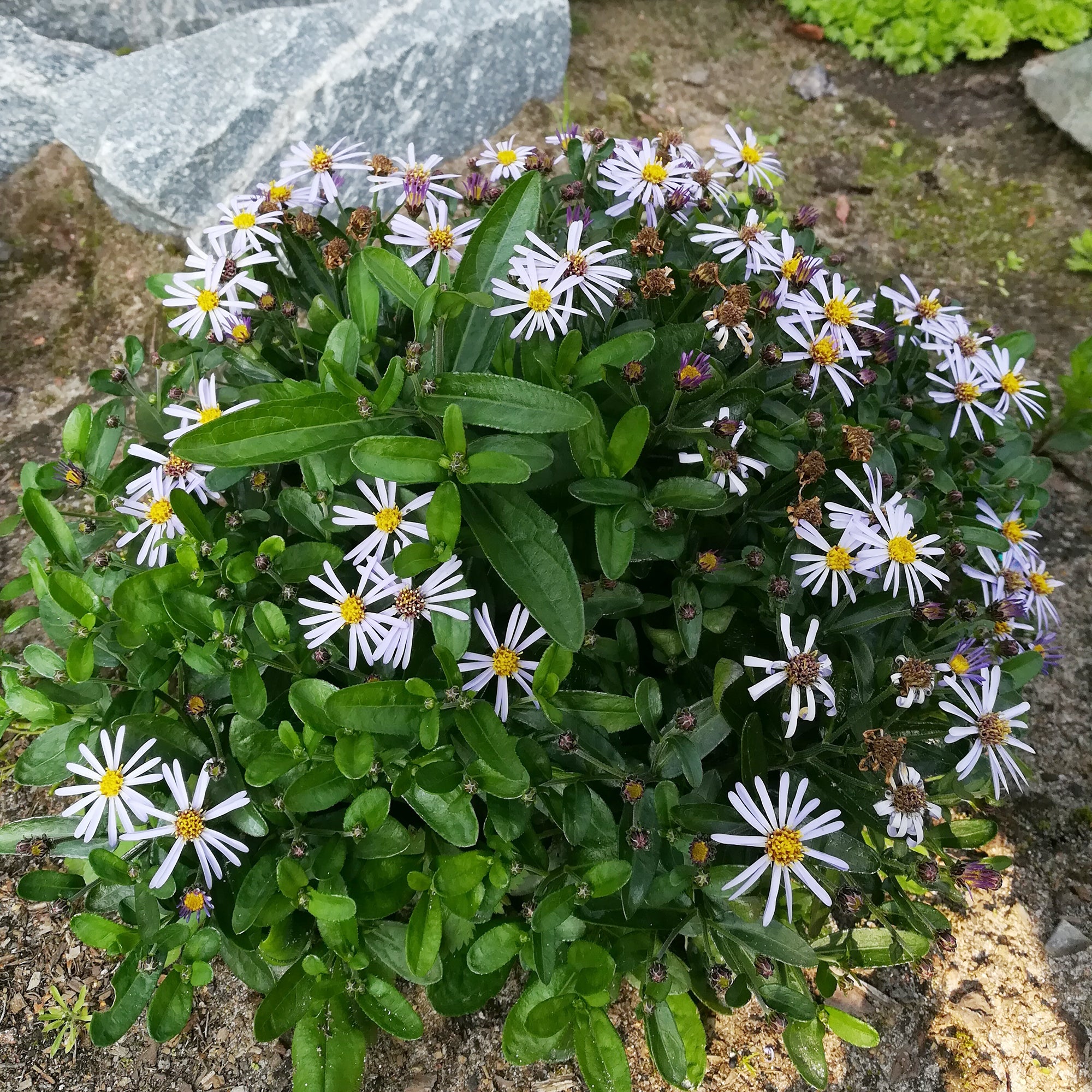 Bakker Nana Blue kaliméris vivace bleue pot 9 cm