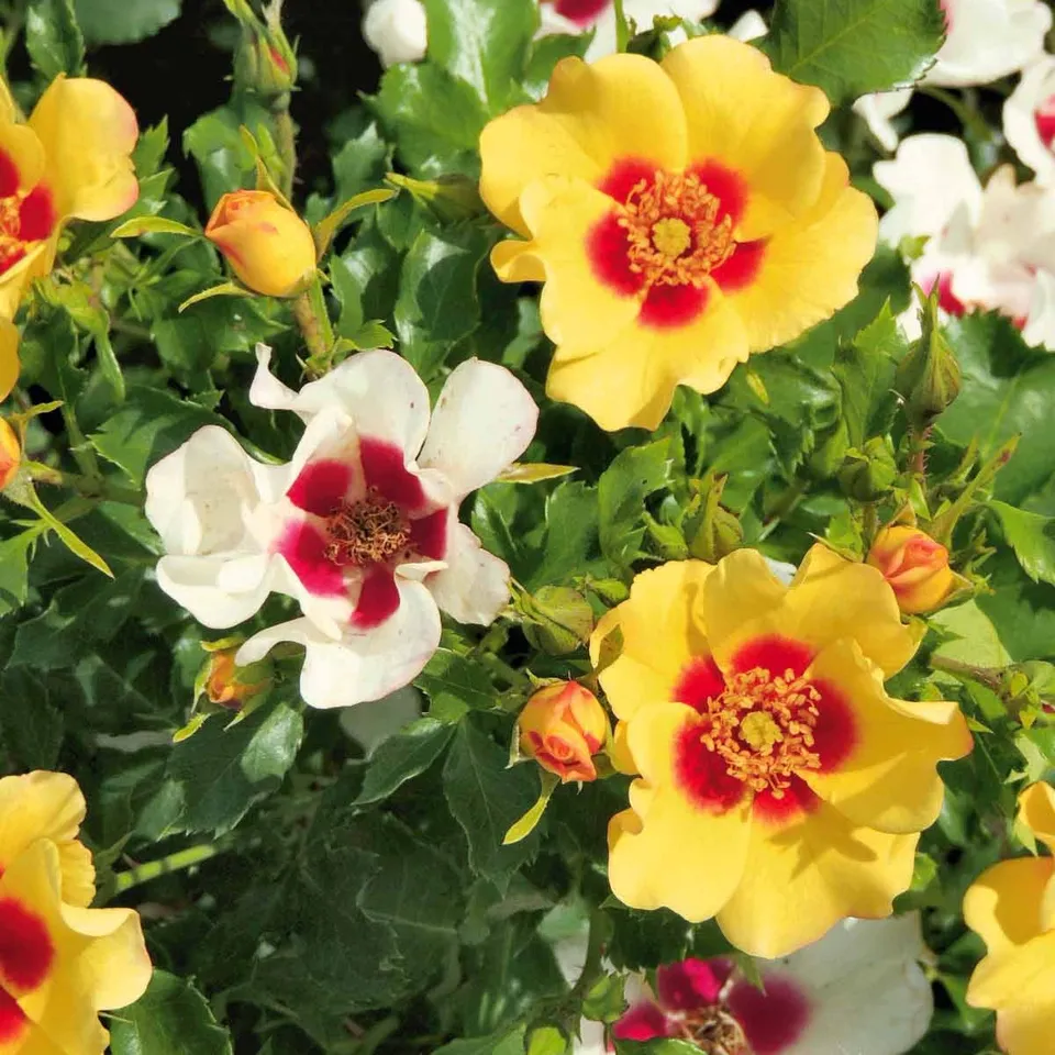 Bakker Rosier Babylon Eyes Cream rosier motte jaune