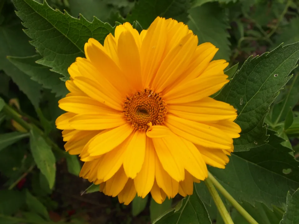 Passion Vivaces Heliopsis helianthoides Venus plante jaune pot 1L
