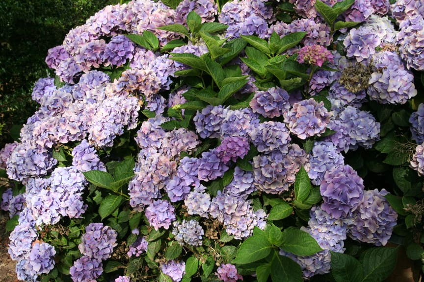 Les Hortensias du Haut Bois Eldorado hortensia fleurs rondes