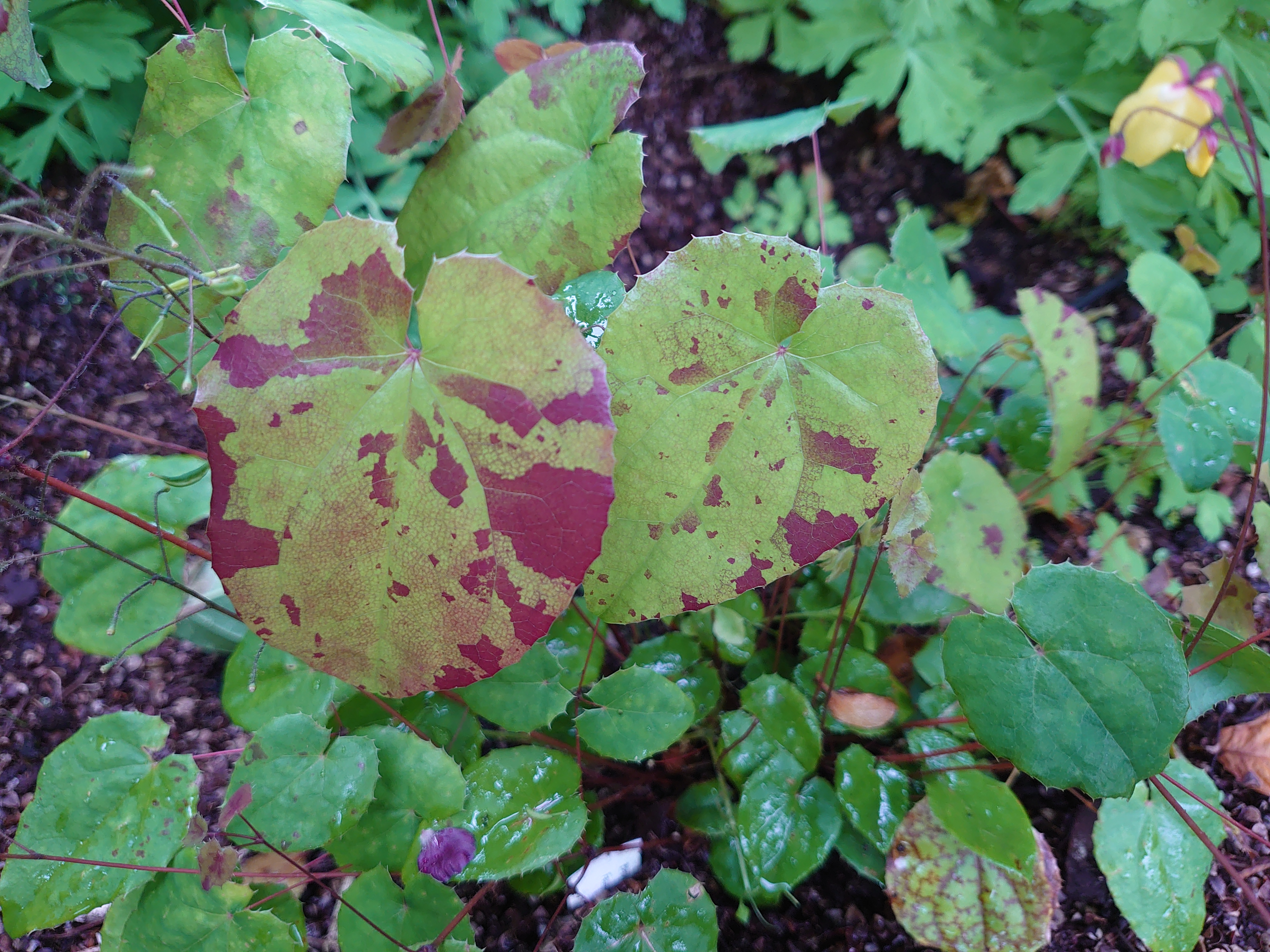 Epimedium Sunny and Share fleur des elfes pot 1 L jaune