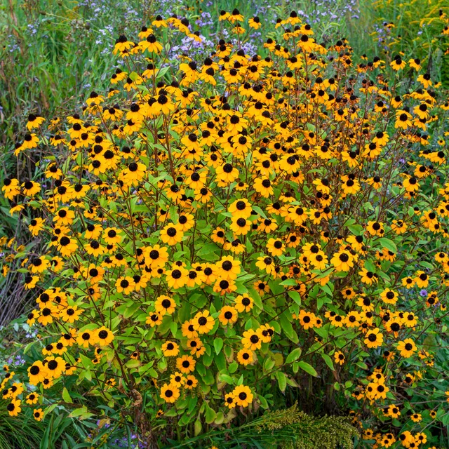 Bakker Rudbeckia trilobée vivace pot 8cm fleurs jaunes