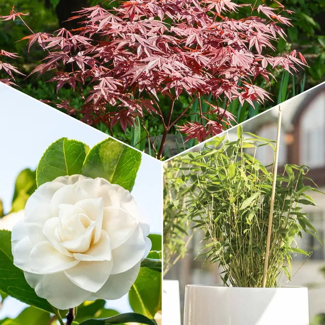 Bakker Collection 3 arbustes arbuste 3 pots jardin zen