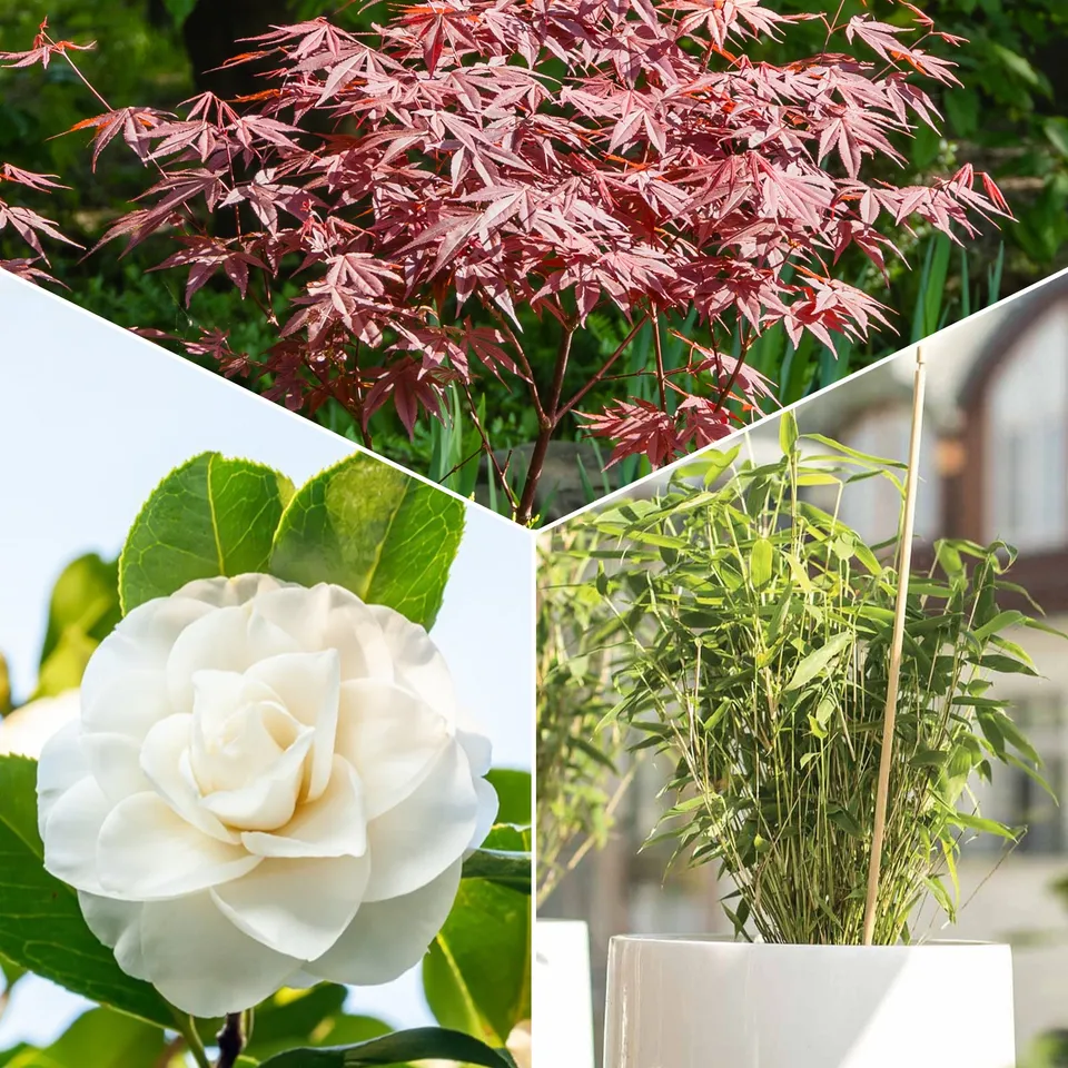 Bakker Collection 3 arbustes arbuste 3 pots jardin zen