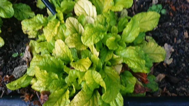 Passion Vivaces Ajuga reptans Gold Chang plante couvre-sol doré