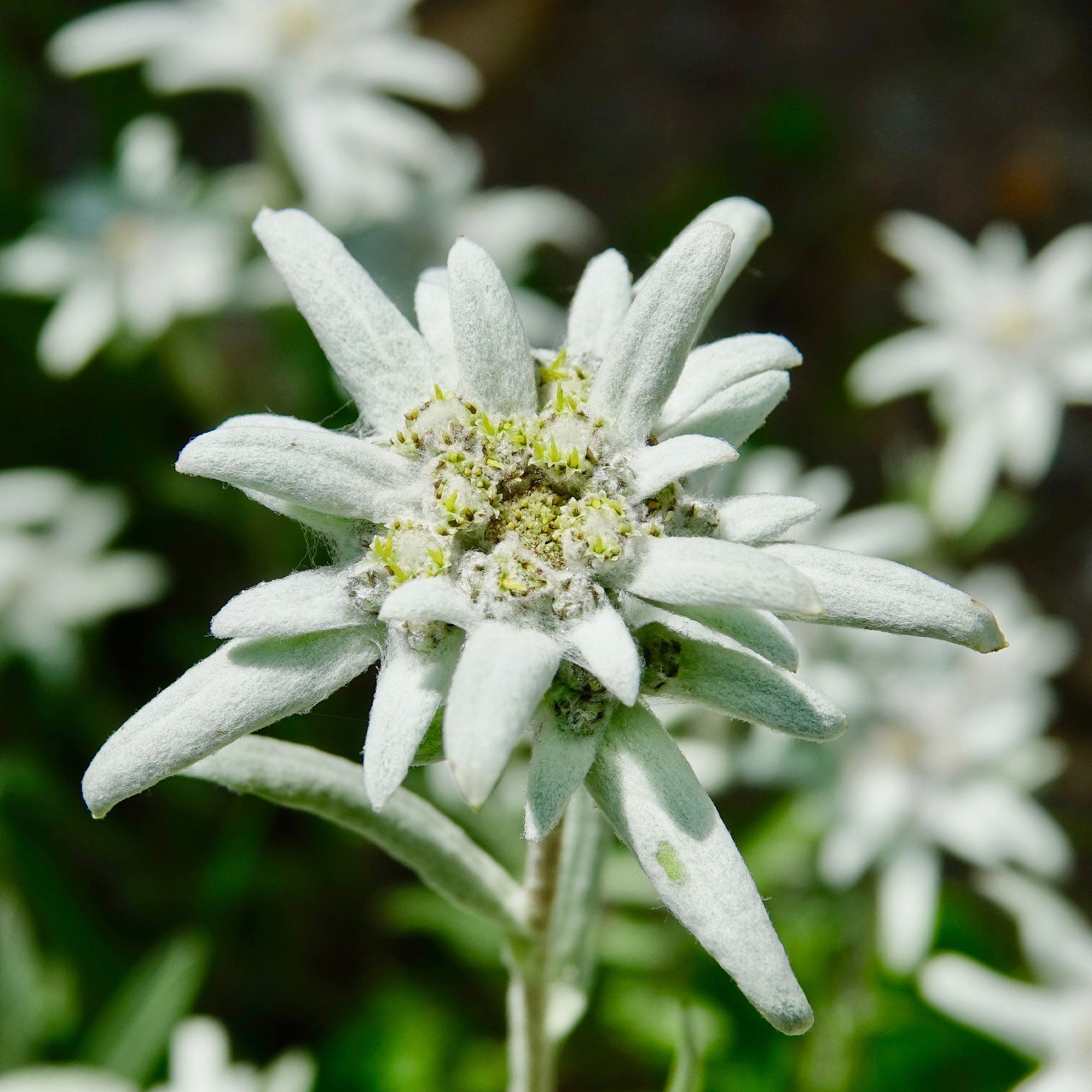 Bakker Edelweiss vivace Leontopodium alpinum graines sachet 0,1g blanche