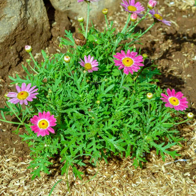 Bakker Grandaisy Pink Tourmaline marguerite rose pot 10,5 cm