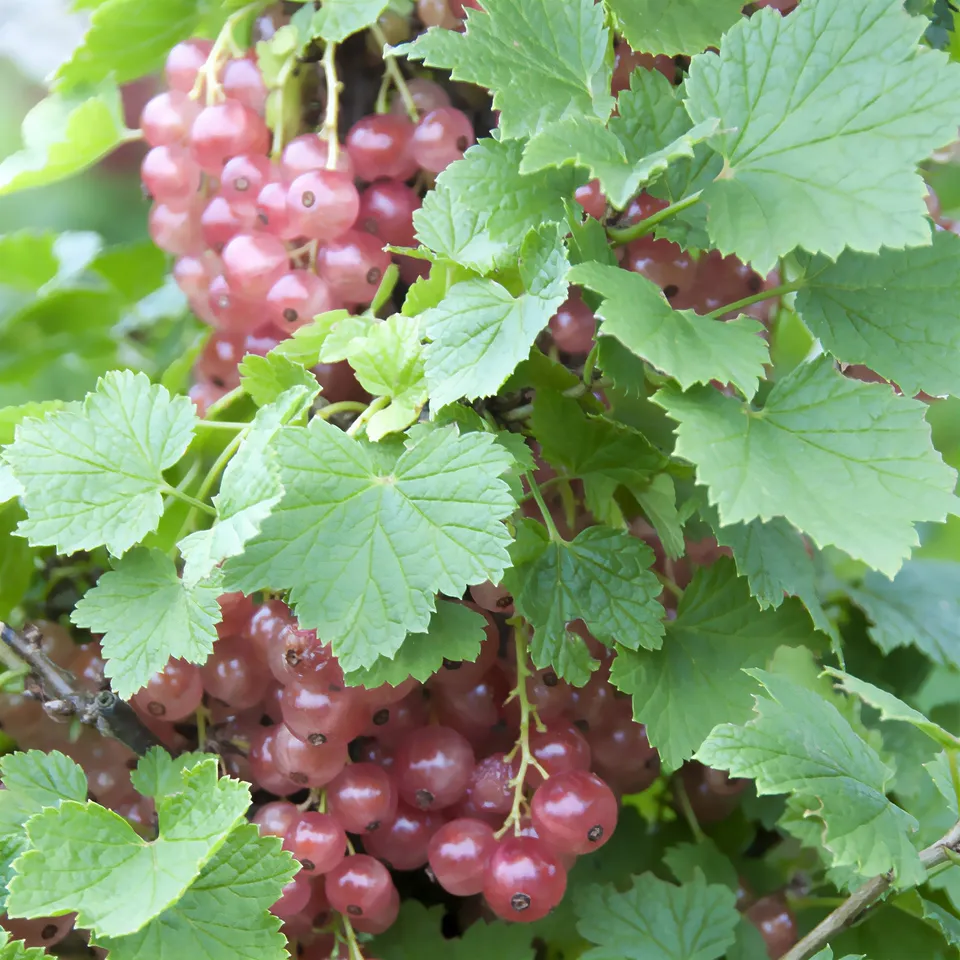 Bakker Groseillier Gloire des Sablons fruitier pot 1,5L