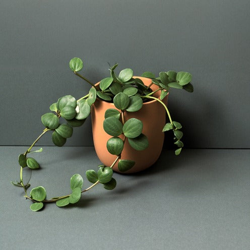 Bakker Pépéromia Hope plante intérieur pot Ø12cm verte
