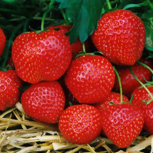 Bakker Fraisier Elsanta fruits rouges paquet 10 racines nues