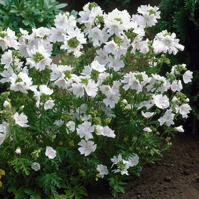 Bakker Mauve musquée blanche plante vivace pot 9cm fleur blanc