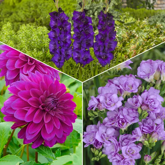 Bakker The Purple Bag 20 bulbes fleurs sachet violet