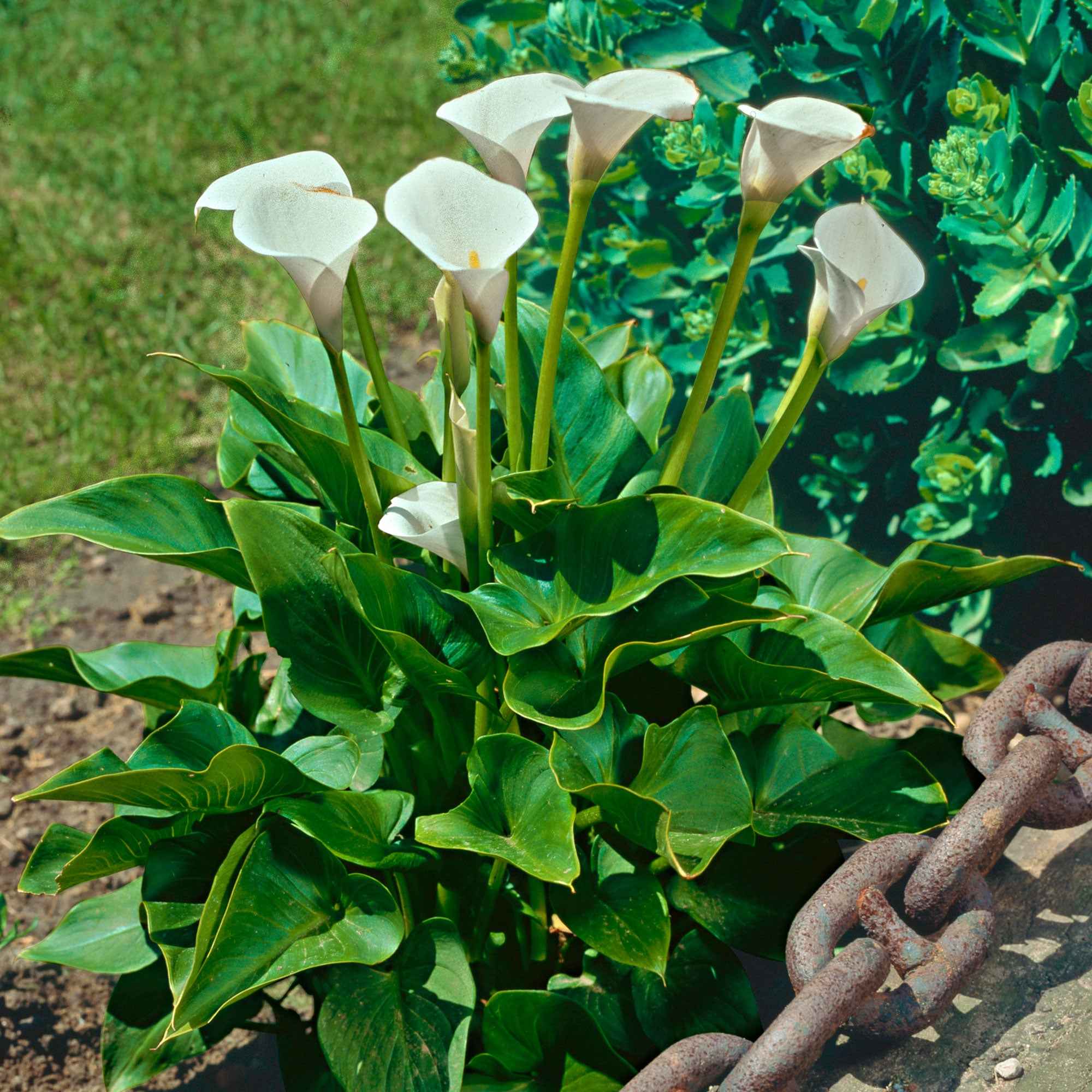 Bakker Arum blanc Calla plante de bassin blanc pot 9cm