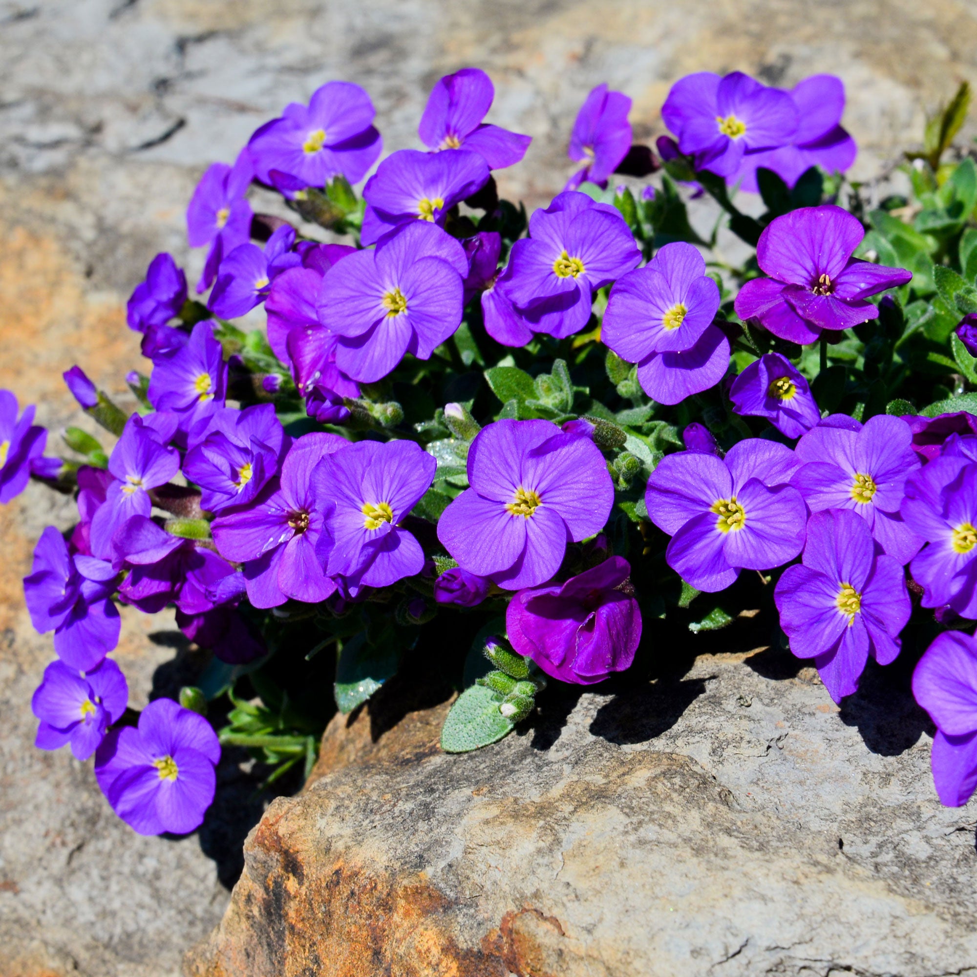 Bakker Cascade Purple aubriète violette pot 9cm