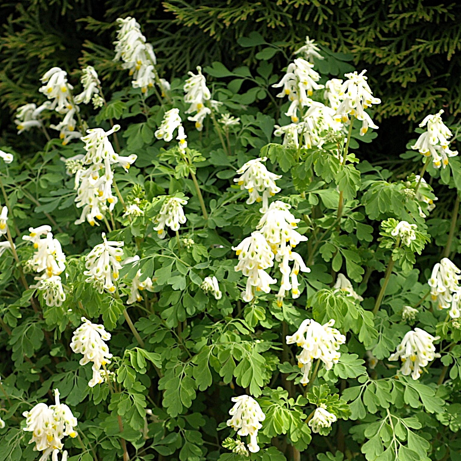 Passion Vivaces Corydalis ochroleuca plante vivace pot 1L fleurs blanches