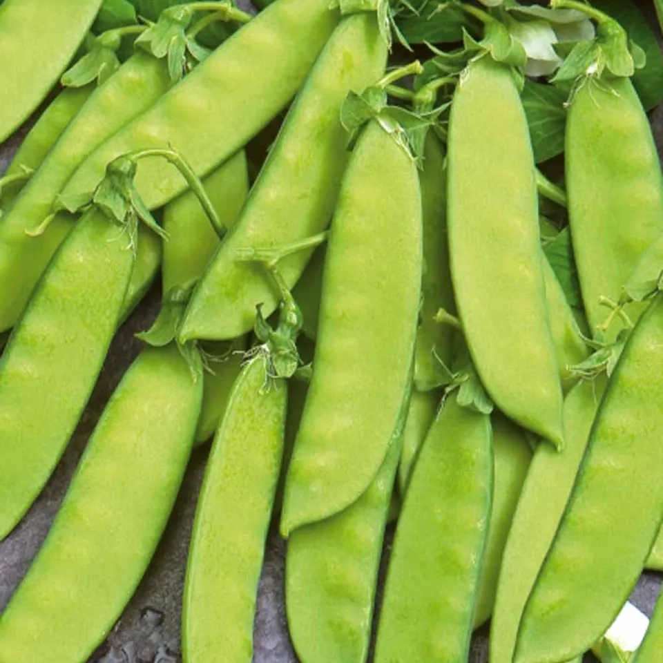 Bakker Pois mangetout Vroege Hendriks sachet 100g précoce