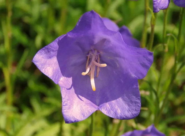 Passion Vivaces CAMPANULA pulloides Jelly Bell campanule godet violet