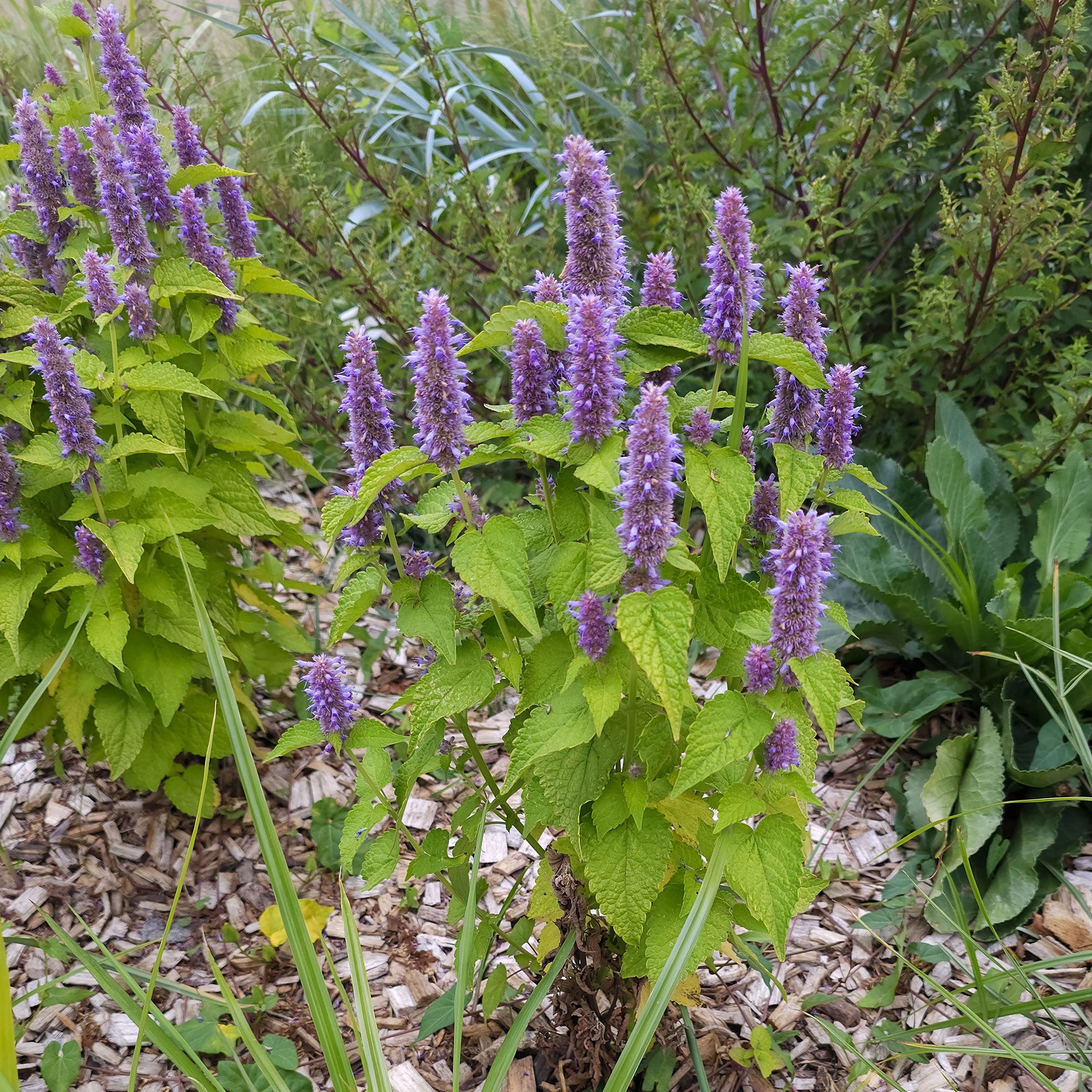 Bakker Plantes vivaces Agastache Golden Jubilee plante pot 8cm
