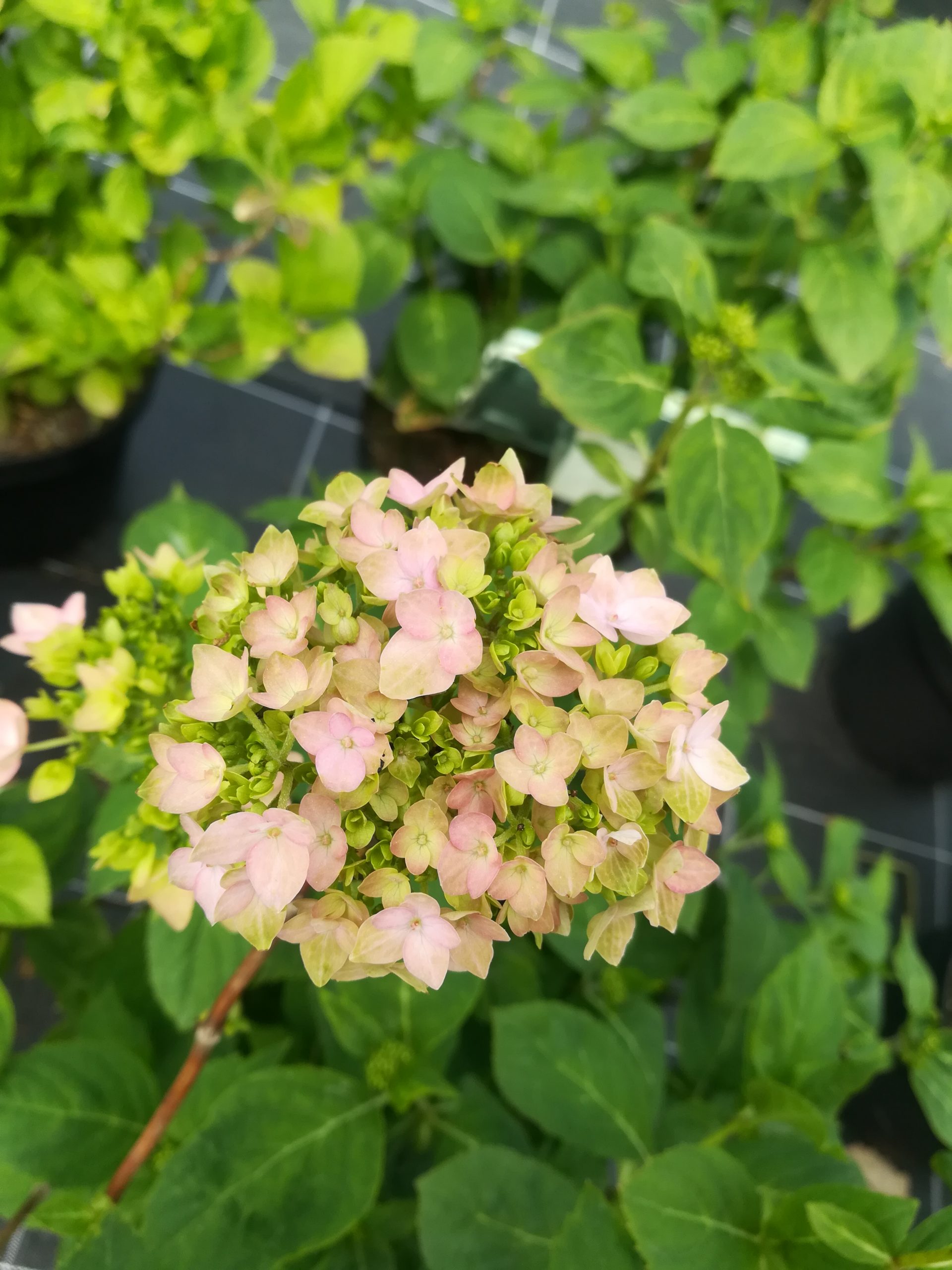 Les Hortensias du Haut Bois Shirihaki hortensia serrata blanc