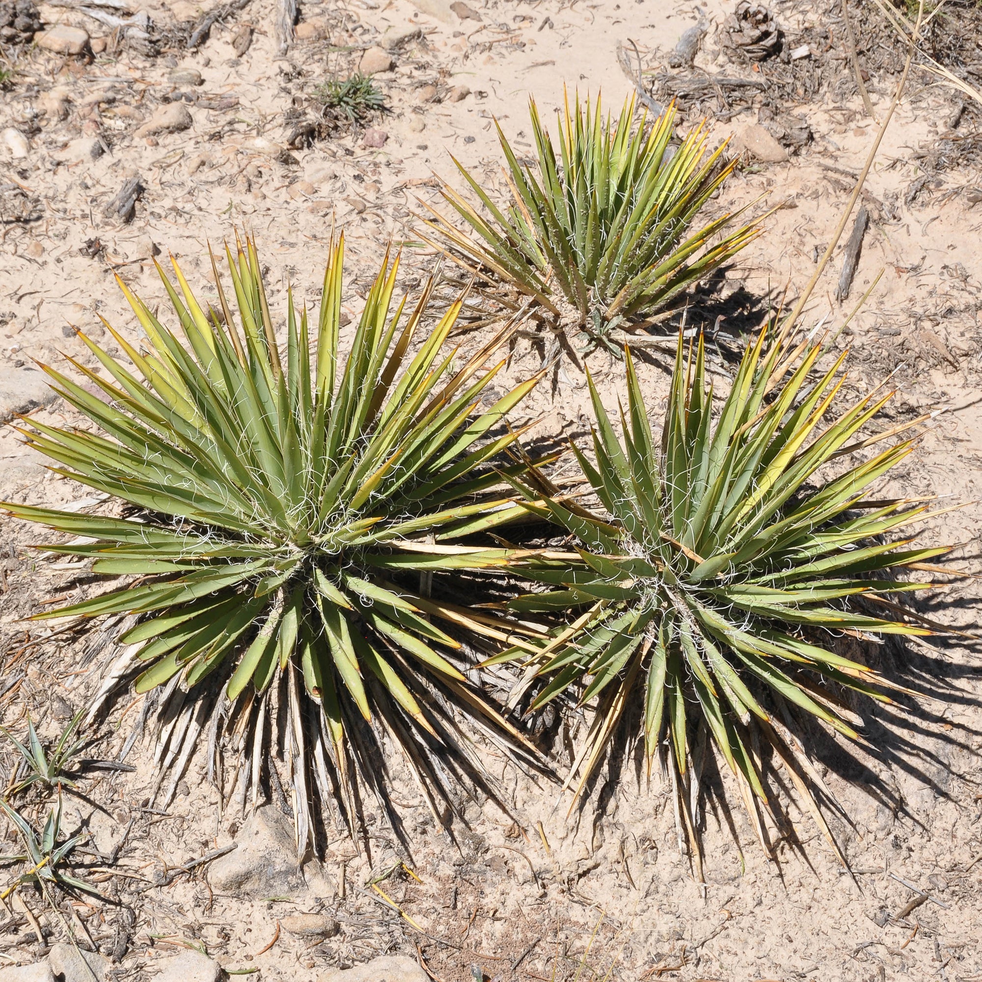 Bakker Agave Geminiflora succulente pot 11cm rocaille soleil