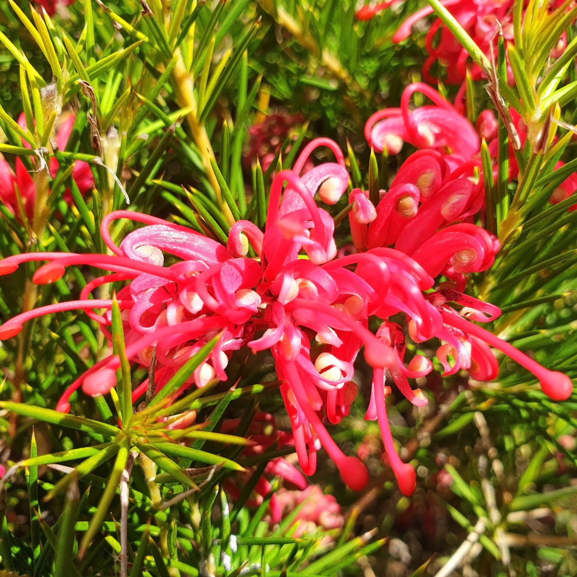 Bakker Grevillea juniperina arbuste fleurs rouges pot 1.3L