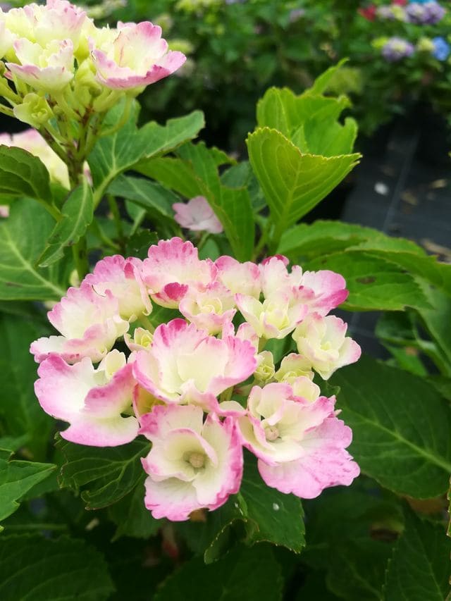 Les Hortensias du Haut Bois Sweet Fantaisy hortensia rondes godet