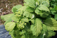 Les Hortensias du Haut Bois Sikokiana Hydrangea aspera hortensia fleurs plates