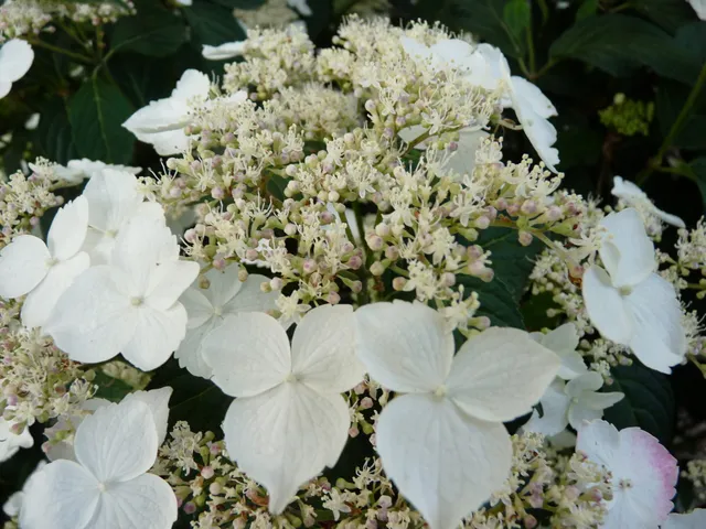 Les Hortensias du Haut Bois Macrosepala hortensia godet jardin