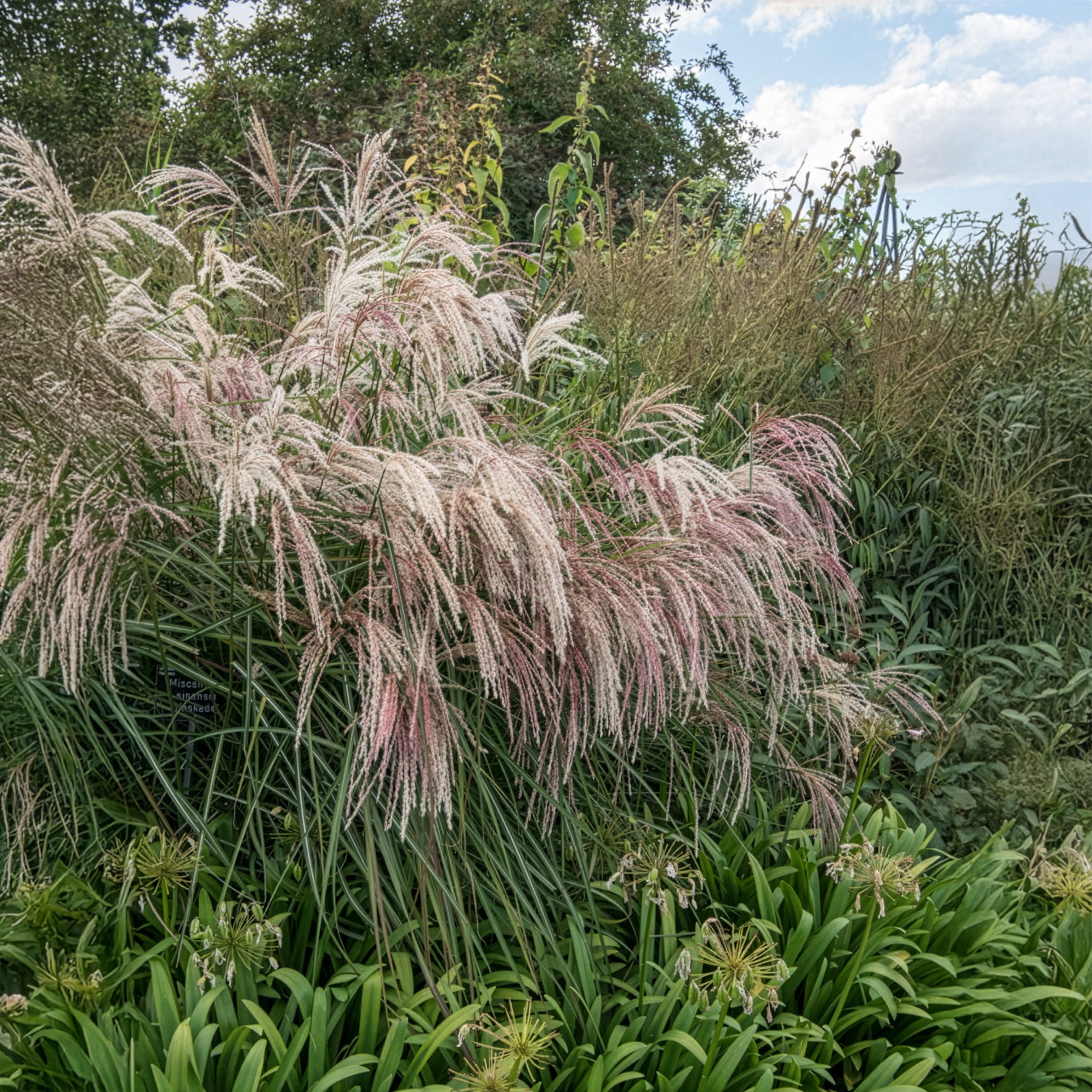 Bakker Eulalie Kaskade graminée pot 9cm floraison rose