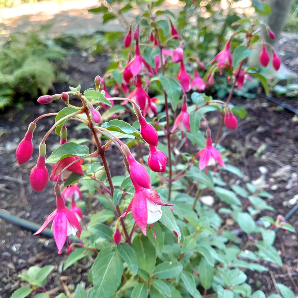 Passion Vivaces Fuchsia Lady Thumb plante pot 1L rose blanc