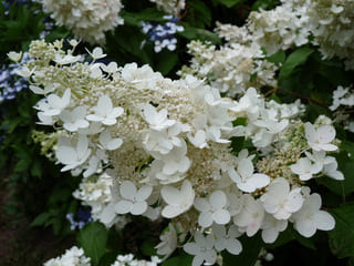 Les Hortensias du Haut Bois Everest hortensia paniculata godet