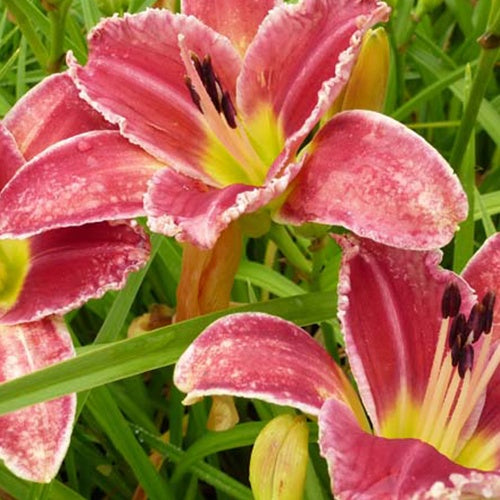 Bakker Plantes vivaces Hémérocalle Startle vivace pot 9cm rouge
