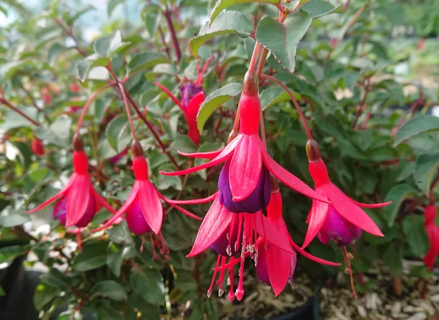 Passion Vivaces FUCHSIA Mrs Popple plante pot 1 litre grosse fleur
