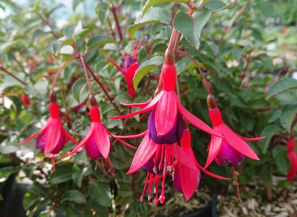 Passion Vivaces FUCHSIA Mrs Popple plante pot 1 litre grosse fleur
