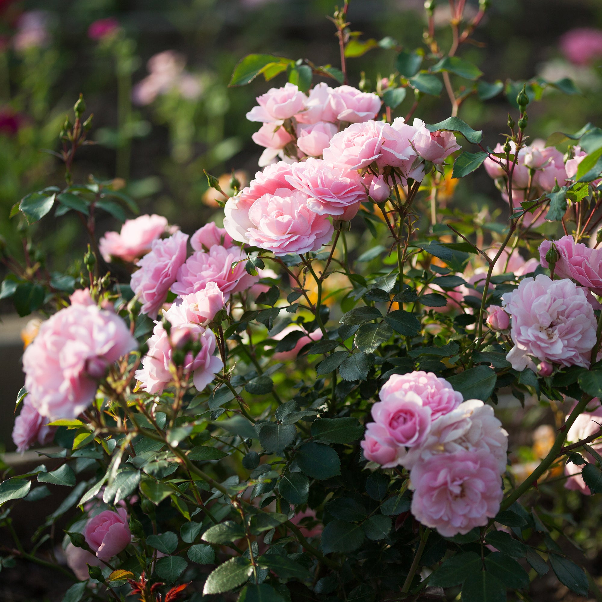 Bakker Rosier Bonica 82 arbuste racine nue 3+ branches rose