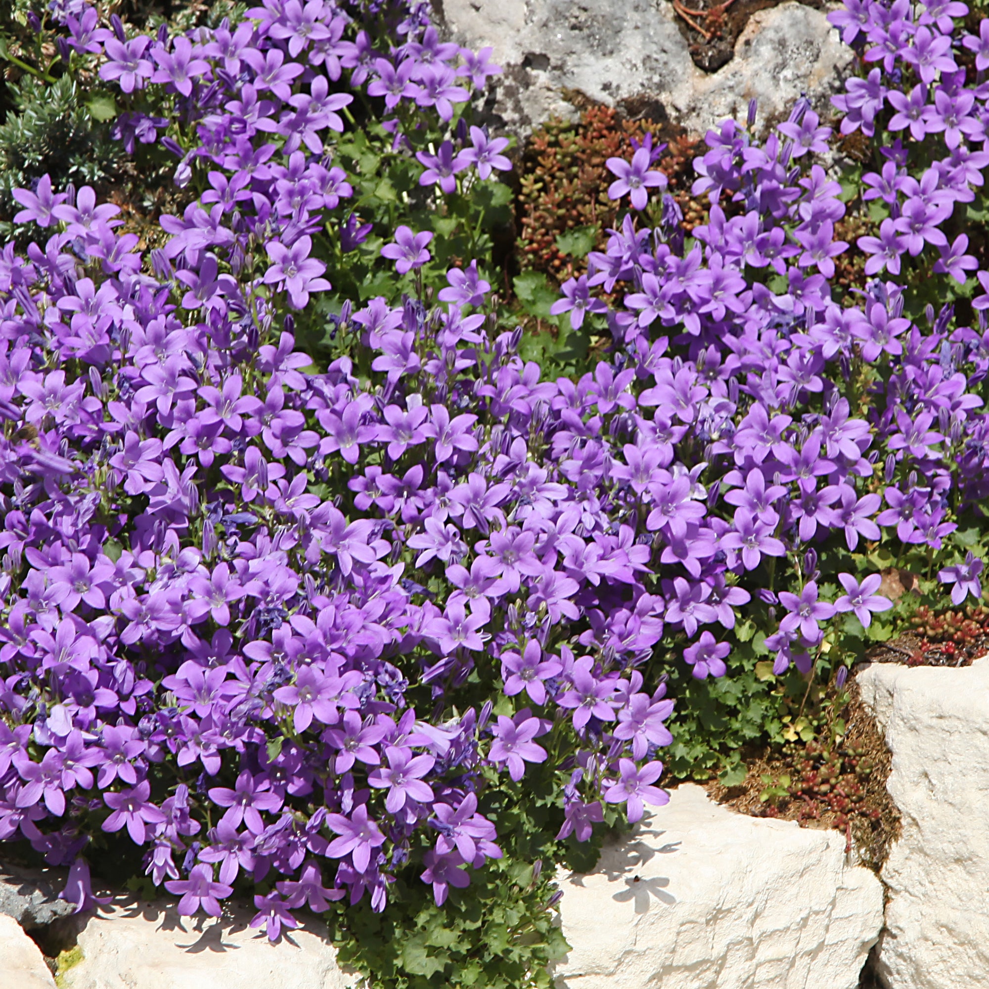 Bakker Vivaces Bleues et Blanches 3 pots Ø 9cm été