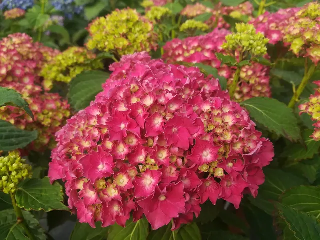 Les Hortensias du Haut Bois Parzifal hortensia fleurs rondes rouges