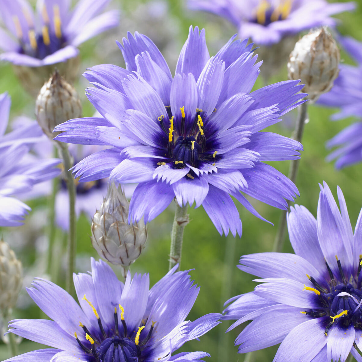 Bakker Cupidone catananche bleue pot Ø9cm sol sec
