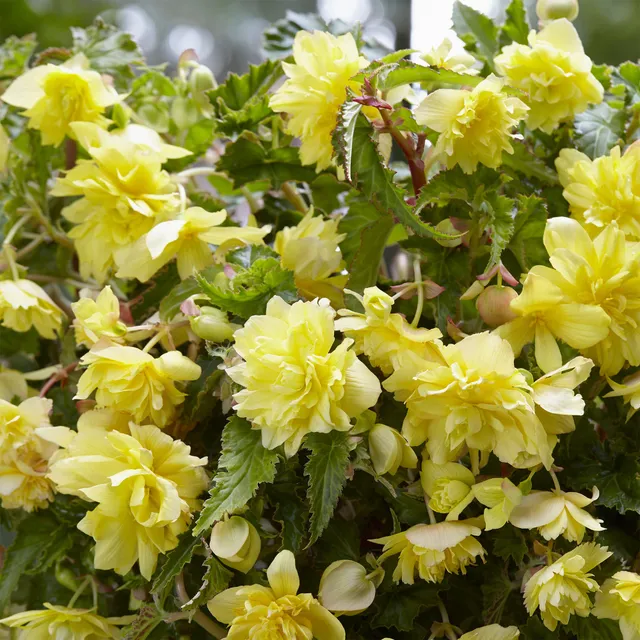 Bakker Bégonias retombants jaunes bulbes sachet de 5