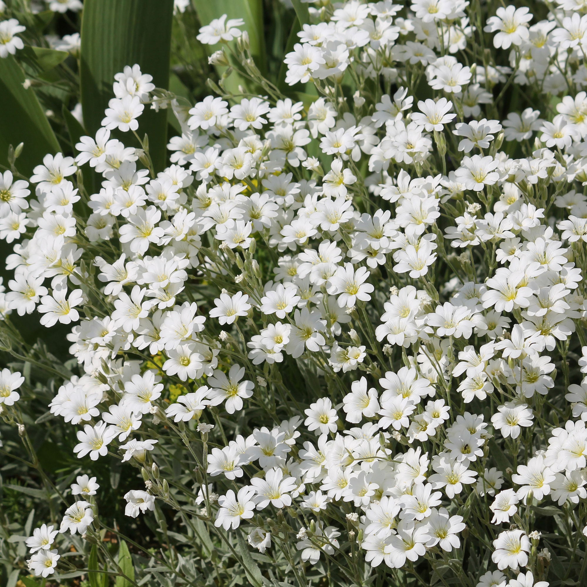 Bakker Plantes vivaces Céraiste de Bieberstein couvre-sol pot 9cm blanc