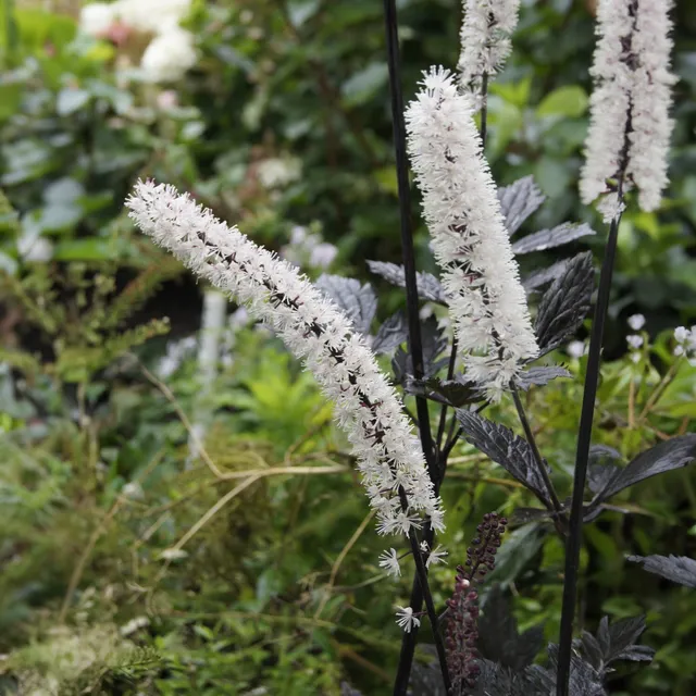 Bakker Actée Simplex Atropurpurea vivace pot 9cm blanc