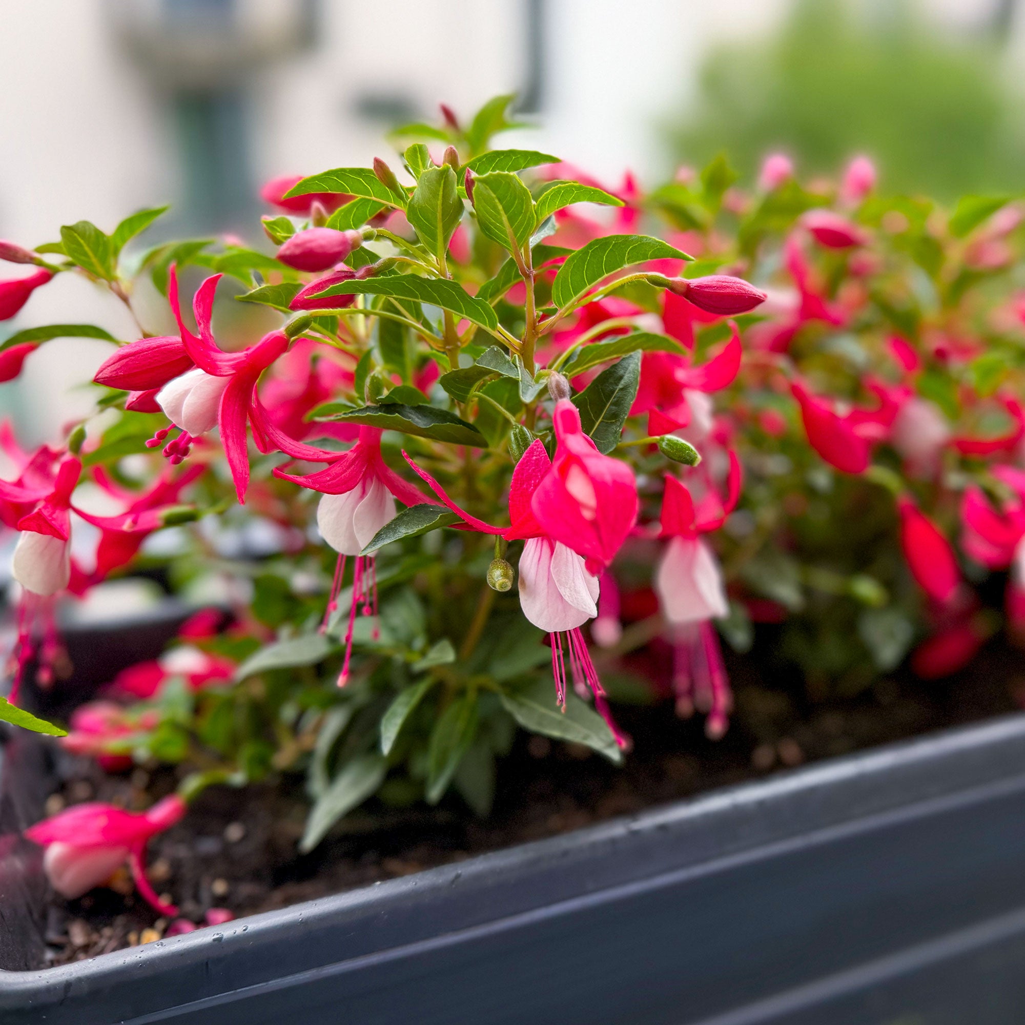 Bakker Fuchsia Mme Cornelissen plante pot Ø9cm rustique
