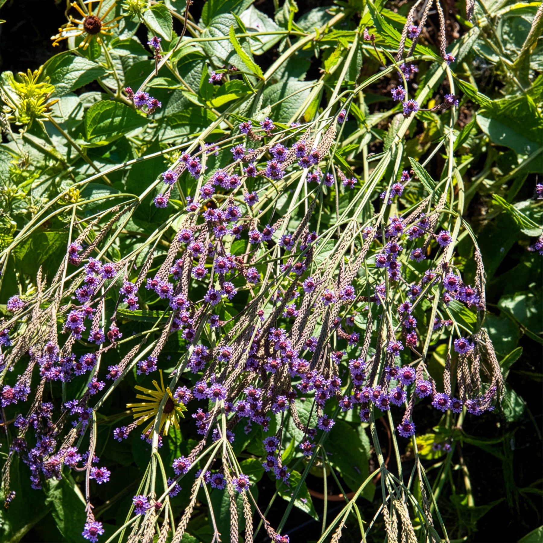 Bakker Plantes vivaces Verveine Lavender Spires violet 8cm
