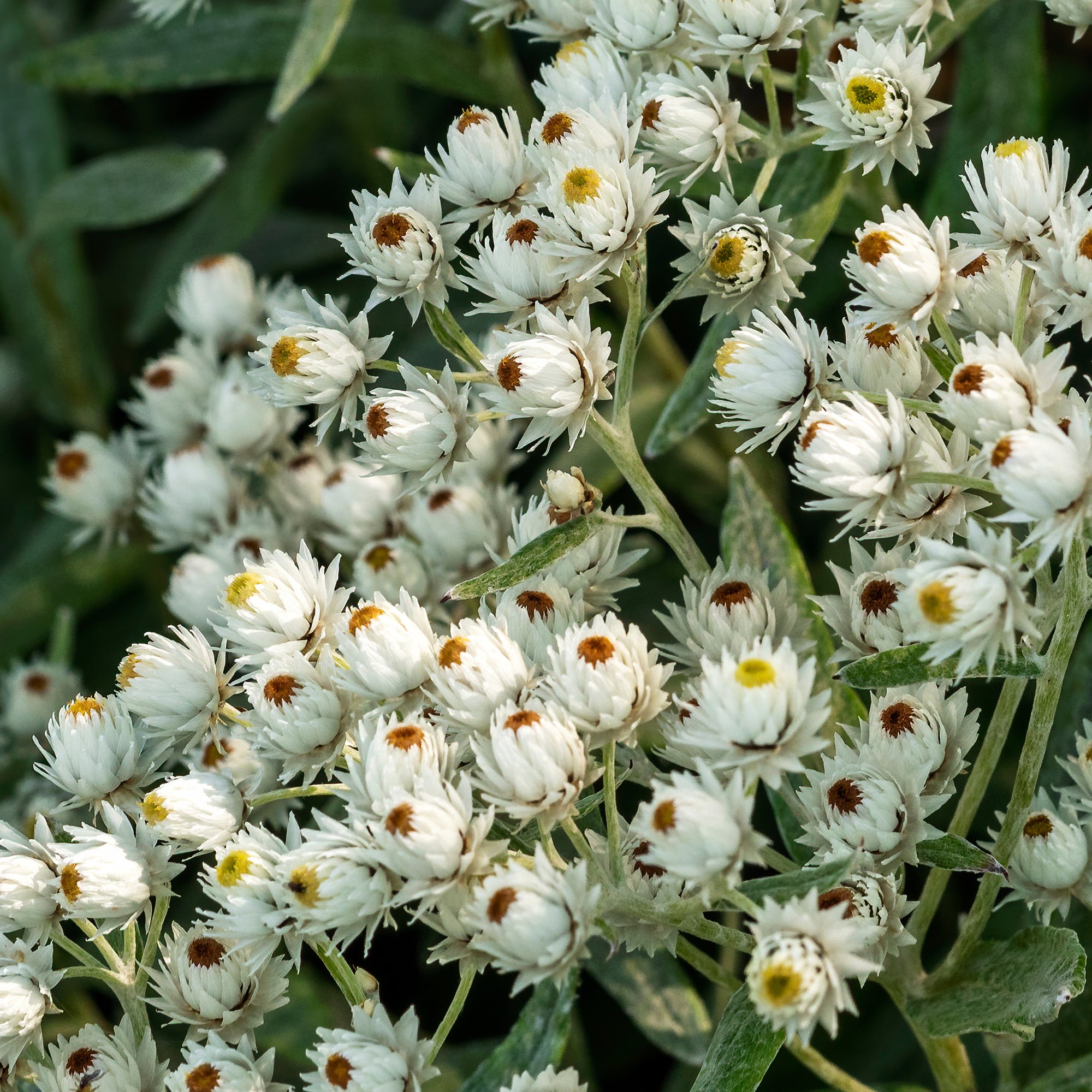 Bakker Immortelle Himalaya Sommerschnee vivace blanche pot Ø9cm