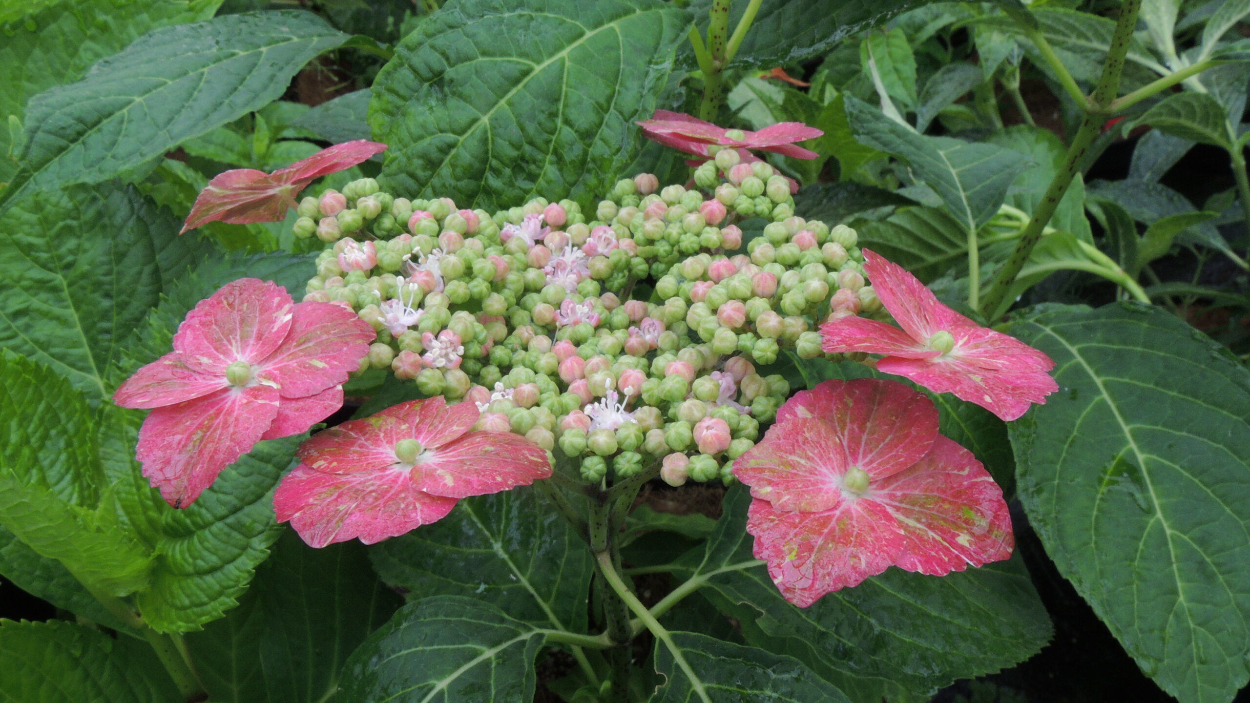 Les Hortensias du Haut Bois Hoi no oshi hortensia serrata