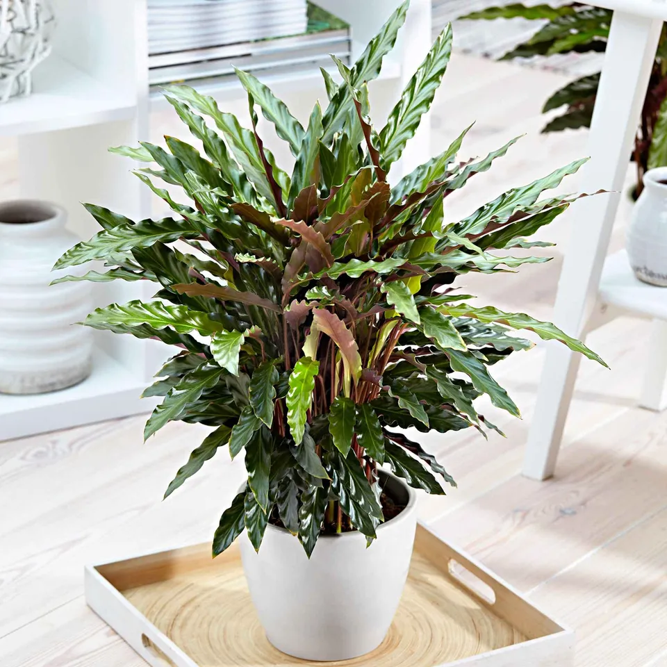 Bakker Elger Grass calathea plante verte pot 17cm