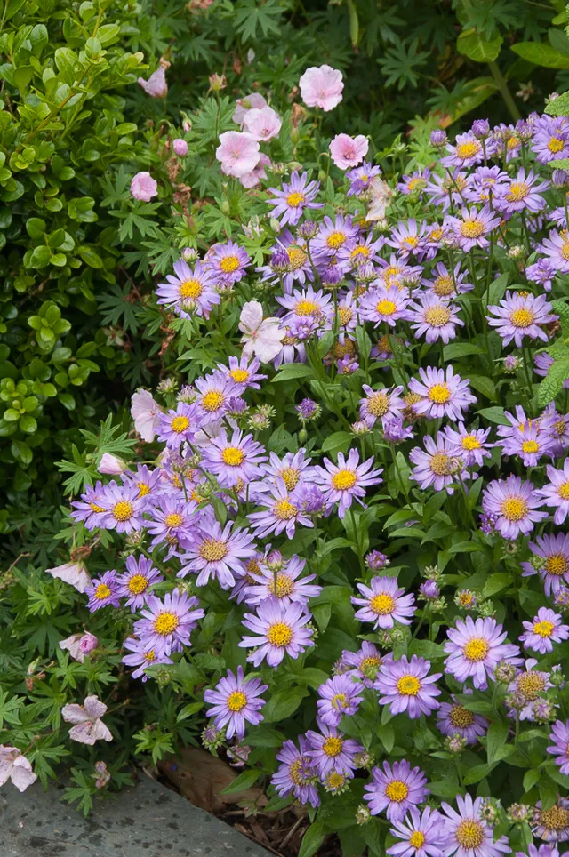 Aster frikartii Flora's Delight plante vivace godet fleurs rose lilas