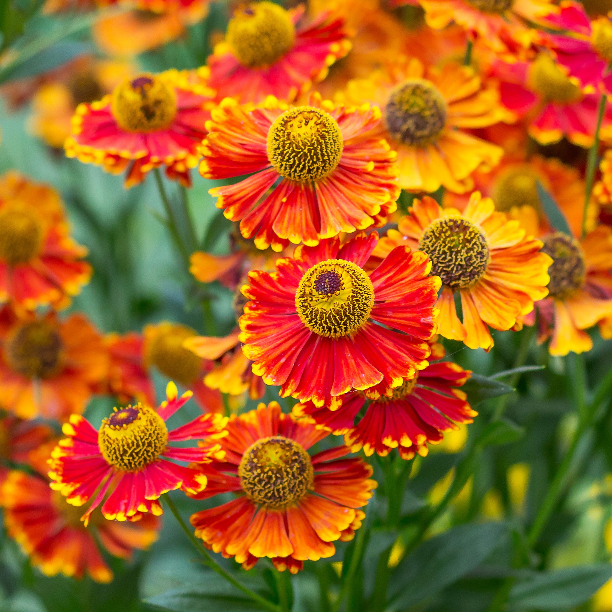 Bakker Poncho hélénie pot 9cm orange cuivré