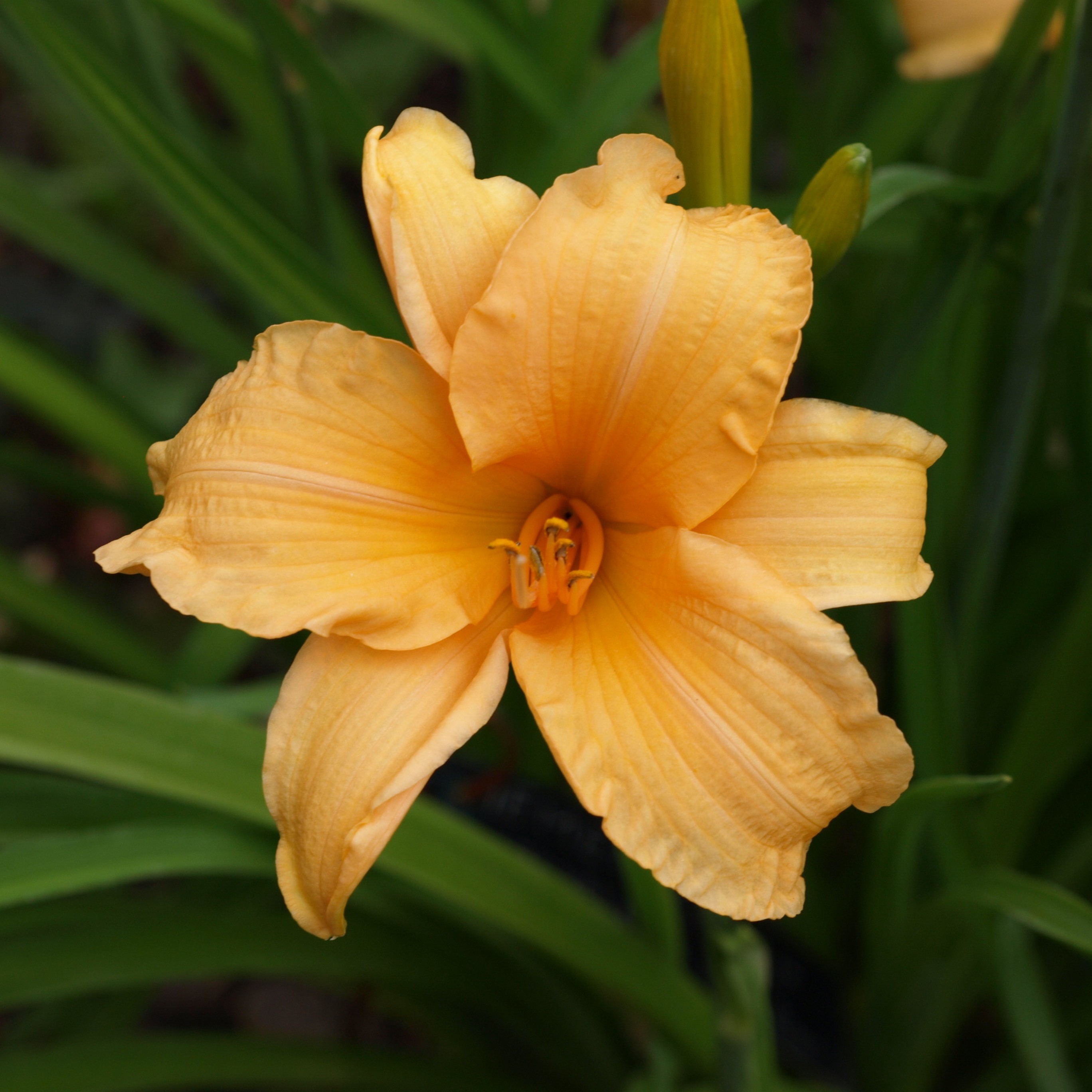 Passion Vivaces Hemerocallis Marvellous Work plante vivace pot abricot