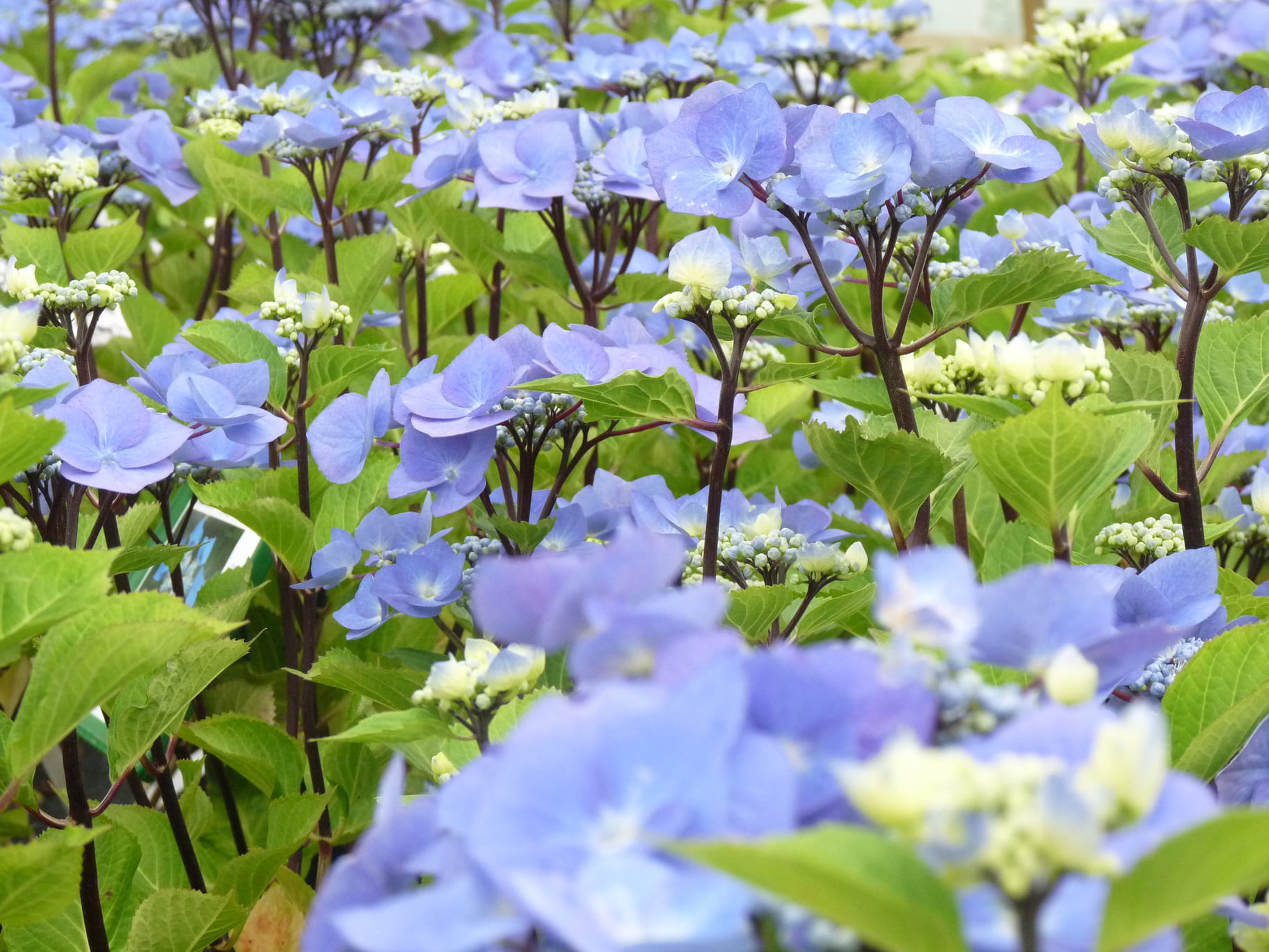 Hortensias du Haut Bois Zorro hortensia plat tiges noires